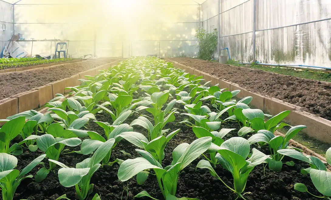 Why Free Form Amino Acids Are Essential for High-Performance Agriculture？